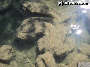 [P05] Formatiuni pe fundul apei, pe mine m-au dus cu gandul la animale marine preistorice » foto by monaca
 - 
<span class="allrVoted glyphicon glyphicon-heart hidden" id="av655798"></span>
<a class="m-l-10 hidden" id="sv655798" onclick="voting_Foto_DelVot(,655798,413)" role="button">șterge vot <span class="glyphicon glyphicon-remove"></span></a>
<a id="v9655798" class=" c-red"  onclick="voting_Foto_SetVot(655798)" role="button"><span class="glyphicon glyphicon-heart-empty"></span> <b>LIKE</b> = Votează poza</a> <img class="hidden"  id="f655798W9" src="/imagini/loader.gif" border="0" /><span class="AjErrMes hidden" id="e655798ErM"></span>