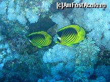 [P01]  -- <small>// FĂRĂ DESCRIERE</small> » foto by araya
 - 
<span class="allrVoted glyphicon glyphicon-heart hidden" id="av263470"></span>
<a class="m-l-10 hidden" id="sv263470" onclick="voting_Foto_DelVot(,263470,418)" role="button">șterge vot <span class="glyphicon glyphicon-remove"></span></a>
<a id="v9263470" class=" c-red"  onclick="voting_Foto_SetVot(263470)" role="button"><span class="glyphicon glyphicon-heart-empty"></span> <b>LIKE</b> = Votează poza</a> <img class="hidden"  id="f263470W9" src="/imagini/loader.gif" border="0" /><span class="AjErrMes hidden" id="e263470ErM"></span>