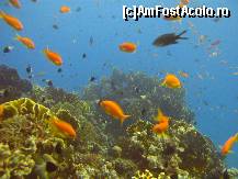 [P02]  -- <small>// FĂRĂ DESCRIERE</small> » foto by araya
 - 
<span class="allrVoted glyphicon glyphicon-heart hidden" id="av263471"></span>
<a class="m-l-10 hidden" id="sv263471" onclick="voting_Foto_DelVot(,263471,418)" role="button">șterge vot <span class="glyphicon glyphicon-remove"></span></a>
<a id="v9263471" class=" c-red"  onclick="voting_Foto_SetVot(263471)" role="button"><span class="glyphicon glyphicon-heart-empty"></span> <b>LIKE</b> = Votează poza</a> <img class="hidden"  id="f263471W9" src="/imagini/loader.gif" border="0" /><span class="AjErrMes hidden" id="e263471ErM"></span>