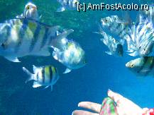 [P04] Pesti aproape domestici » foto by cristy1200
 - 
<span class="allrVoted glyphicon glyphicon-heart hidden" id="av222485"></span>
<a class="m-l-10 hidden" id="sv222485" onclick="voting_Foto_DelVot(,222485,418)" role="button">șterge vot <span class="glyphicon glyphicon-remove"></span></a>
<a id="v9222485" class=" c-red"  onclick="voting_Foto_SetVot(222485)" role="button"><span class="glyphicon glyphicon-heart-empty"></span> <b>LIKE</b> = Votează poza</a> <img class="hidden"  id="f222485W9" src="/imagini/loader.gif" border="0" /><span class="AjErrMes hidden" id="e222485ErM"></span>