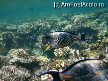 [P06] o pereche de vargati » foto by cristy1200
 - 
<span class="allrVoted glyphicon glyphicon-heart hidden" id="av222495"></span>
<a class="m-l-10 hidden" id="sv222495" onclick="voting_Foto_DelVot(,222495,418)" role="button">șterge vot <span class="glyphicon glyphicon-remove"></span></a>
<a id="v9222495" class=" c-red"  onclick="voting_Foto_SetVot(222495)" role="button"><span class="glyphicon glyphicon-heart-empty"></span> <b>LIKE</b> = Votează poza</a> <img class="hidden"  id="f222495W9" src="/imagini/loader.gif" border="0" /><span class="AjErrMes hidden" id="e222495ErM"></span>