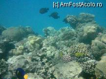 [P07] asta albastru s-a lasat greu imortalizat » foto by cristy1200
 - 
<span class="allrVoted glyphicon glyphicon-heart hidden" id="av222498"></span>
<a class="m-l-10 hidden" id="sv222498" onclick="voting_Foto_DelVot(,222498,418)" role="button">șterge vot <span class="glyphicon glyphicon-remove"></span></a>
<a id="v9222498" class=" c-red"  onclick="voting_Foto_SetVot(222498)" role="button"><span class="glyphicon glyphicon-heart-empty"></span> <b>LIKE</b> = Votează poza</a> <img class="hidden"  id="f222498W9" src="/imagini/loader.gif" border="0" /><span class="AjErrMes hidden" id="e222498ErM"></span>