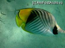 [P09] trompa lui... » foto by cristy1200
 - 
<span class="allrVoted glyphicon glyphicon-heart hidden" id="av222502"></span>
<a class="m-l-10 hidden" id="sv222502" onclick="voting_Foto_DelVot(,222502,418)" role="button">șterge vot <span class="glyphicon glyphicon-remove"></span></a>
<a id="v9222502" class=" c-red"  onclick="voting_Foto_SetVot(222502)" role="button"><span class="glyphicon glyphicon-heart-empty"></span> <b>LIKE</b> = Votează poza</a> <img class="hidden"  id="f222502W9" src="/imagini/loader.gif" border="0" /><span class="AjErrMes hidden" id="e222502ErM"></span>