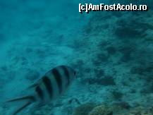 [P22]  -- <small>// FĂRĂ DESCRIERE</small> » foto by elia30
 - 
<span class="allrVoted glyphicon glyphicon-heart hidden" id="av159543"></span>
<a class="m-l-10 hidden" id="sv159543" onclick="voting_Foto_DelVot(,159543,418)" role="button">șterge vot <span class="glyphicon glyphicon-remove"></span></a>
<a id="v9159543" class=" c-red"  onclick="voting_Foto_SetVot(159543)" role="button"><span class="glyphicon glyphicon-heart-empty"></span> <b>LIKE</b> = Votează poza</a> <img class="hidden"  id="f159543W9" src="/imagini/loader.gif" border="0" /><span class="AjErrMes hidden" id="e159543ErM"></span>