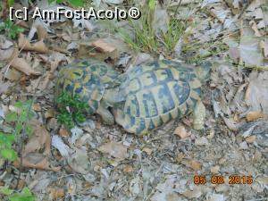 [P10] prietenele noastre... primele din 2015 » foto by Denisa13
 - 
<span class="allrVoted glyphicon glyphicon-heart hidden" id="av713795"></span>
<a class="m-l-10 hidden" id="sv713795" onclick="voting_Foto_DelVot(,713795,430)" role="button">șterge vot <span class="glyphicon glyphicon-remove"></span></a>
<a id="v9713795" class=" c-red"  onclick="voting_Foto_SetVot(713795)" role="button"><span class="glyphicon glyphicon-heart-empty"></span> <b>LIKE</b> = Votează poza</a> <img class="hidden"  id="f713795W9" src="/imagini/loader.gif" border="0" /><span class="AjErrMes hidden" id="e713795ErM"></span>