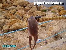 [P31]  -- <small>// FĂRĂ DESCRIERE</small> » foto by mariuscfar
 - 
<span class="allrVoted glyphicon glyphicon-heart hidden" id="av300977"></span>
<a class="m-l-10 hidden" id="sv300977" onclick="voting_Foto_DelVot(,300977,447)" role="button">șterge vot <span class="glyphicon glyphicon-remove"></span></a>
<a id="v9300977" class=" c-red"  onclick="voting_Foto_SetVot(300977)" role="button"><span class="glyphicon glyphicon-heart-empty"></span> <b>LIKE</b> = Votează poza</a> <img class="hidden"  id="f300977W9" src="/imagini/loader.gif" border="0" /><span class="AjErrMes hidden" id="e300977ErM"></span>