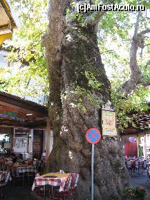 [P17] Taverna 'Platani' cu acoperisul construit in jurul coroanei » foto by almona
 - 
<span class="allrVoted glyphicon glyphicon-heart hidden" id="av141192"></span>
<a class="m-l-10 hidden" id="sv141192" onclick="voting_Foto_DelVot(,141192,460)" role="button">șterge vot <span class="glyphicon glyphicon-remove"></span></a>
<a id="v9141192" class=" c-red"  onclick="voting_Foto_SetVot(141192)" role="button"><span class="glyphicon glyphicon-heart-empty"></span> <b>LIKE</b> = Votează poza</a> <img class="hidden"  id="f141192W9" src="/imagini/loader.gif" border="0" /><span class="AjErrMes hidden" id="e141192ErM"></span>