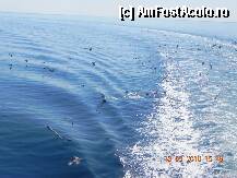 [P36] Ramas-bun ,Thassos! » foto by trandafir 1970*
 - 
<span class="allrVoted glyphicon glyphicon-heart hidden" id="av140292"></span>
<a class="m-l-10 hidden" id="sv140292" onclick="voting_Foto_DelVot(,140292,460)" role="button">șterge vot <span class="glyphicon glyphicon-remove"></span></a>
<a id="v9140292" class=" c-red"  onclick="voting_Foto_SetVot(140292)" role="button"><span class="glyphicon glyphicon-heart-empty"></span> <b>LIKE</b> = Votează poza</a> <img class="hidden"  id="f140292W9" src="/imagini/loader.gif" border="0" /><span class="AjErrMes hidden" id="e140292ErM"></span>