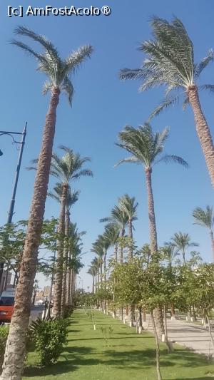 [P16] E multa vegetatie, de la hotel si pana la plaja » foto by dorgo
 - 
<span class="allrVoted glyphicon glyphicon-heart hidden" id="av1504866"></span>
<a class="m-l-10 hidden" id="sv1504866" onclick="voting_Foto_DelVot(,1504866,469)" role="button">șterge vot <span class="glyphicon glyphicon-remove"></span></a>
<a id="v91504866" class=" c-red"  onclick="voting_Foto_SetVot(1504866)" role="button"><span class="glyphicon glyphicon-heart-empty"></span> <b>LIKE</b> = Votează poza</a> <img class="hidden"  id="f1504866W9" src="/imagini/loader.gif" border="0" /><span class="AjErrMes hidden" id="e1504866ErM"></span>