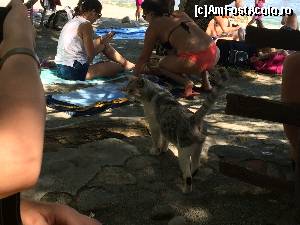 [P31] Altă mascotă tot la Preveli » foto by Cleopatraa
 - 
<span class="allrVoted glyphicon glyphicon-heart hidden" id="av664965"></span>
<a class="m-l-10 hidden" id="sv664965" onclick="voting_Foto_DelVot(,664965,481)" role="button">șterge vot <span class="glyphicon glyphicon-remove"></span></a>
<a id="v9664965" class=" c-red"  onclick="voting_Foto_SetVot(664965)" role="button"><span class="glyphicon glyphicon-heart-empty"></span> <b>LIKE</b> = Votează poza</a> <img class="hidden"  id="f664965W9" src="/imagini/loader.gif" border="0" /><span class="AjErrMes hidden" id="e664965ErM"></span>