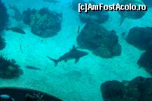 [P21] Oceanario- o mare de pesti in acvariu central: rechini, peste balon, pestele soare, pisici de mare si alte atractii » foto by florintoma
 - 
<span class="allrVoted glyphicon glyphicon-heart hidden" id="av471264"></span>
<a class="m-l-10 hidden" id="sv471264" onclick="voting_Foto_DelVot(,471264,516)" role="button">șterge vot <span class="glyphicon glyphicon-remove"></span></a>
<a id="v9471264" class=" c-red"  onclick="voting_Foto_SetVot(471264)" role="button"><span class="glyphicon glyphicon-heart-empty"></span> <b>LIKE</b> = Votează poza</a> <img class="hidden"  id="f471264W9" src="/imagini/loader.gif" border="0" /><span class="AjErrMes hidden" id="e471264ErM"></span>