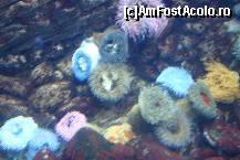 [P22] Oceanario-Esplanada Dom Carlos I- o mare cu ameobe, meduze, dar si corali fixati de stanci » foto by florintoma
 - 
<span class="allrVoted glyphicon glyphicon-heart hidden" id="av471267"></span>
<a class="m-l-10 hidden" id="sv471267" onclick="voting_Foto_DelVot(,471267,516)" role="button">șterge vot <span class="glyphicon glyphicon-remove"></span></a>
<a id="v9471267" class=" c-red"  onclick="voting_Foto_SetVot(471267)" role="button"><span class="glyphicon glyphicon-heart-empty"></span> <b>LIKE</b> = Votează poza</a> <img class="hidden"  id="f471267W9" src="/imagini/loader.gif" border="0" /><span class="AjErrMes hidden" id="e471267ErM"></span>