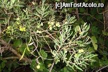 [P32] Masline verzi de Loule-o varietate vasta de plante mediteraniene in Loule-Algarve » foto by florintoma
 - 
<span class="allrVoted glyphicon glyphicon-heart hidden" id="av471279"></span>
<a class="m-l-10 hidden" id="sv471279" onclick="voting_Foto_DelVot(,471279,516)" role="button">șterge vot <span class="glyphicon glyphicon-remove"></span></a>
<a id="v9471279" class=" c-red"  onclick="voting_Foto_SetVot(471279)" role="button"><span class="glyphicon glyphicon-heart-empty"></span> <b>LIKE</b> = Votează poza</a> <img class="hidden"  id="f471279W9" src="/imagini/loader.gif" border="0" /><span class="AjErrMes hidden" id="e471279ErM"></span>
