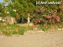 [P10] portiune de plaja, leandrul inflorit » foto by biancuta
 - 
<span class="allrVoted glyphicon glyphicon-heart hidden" id="av7545"></span>
<a class="m-l-10 hidden" id="sv7545" onclick="voting_Foto_DelVot(,7545,536)" role="button">șterge vot <span class="glyphicon glyphicon-remove"></span></a>
<a id="v97545" class=" c-red"  onclick="voting_Foto_SetVot(7545)" role="button"><span class="glyphicon glyphicon-heart-empty"></span> <b>LIKE</b> = Votează poza</a> <img class="hidden"  id="f7545W9" src="/imagini/loader.gif" border="0" /><span class="AjErrMes hidden" id="e7545ErM"></span>