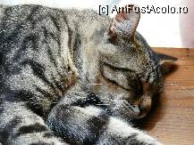 [P25] Una dintre pisicile de la Fort Rinella » foto by iuliaen
 - 
<span class="allrVoted glyphicon glyphicon-heart hidden" id="av241759"></span>
<a class="m-l-10 hidden" id="sv241759" onclick="voting_Foto_DelVot(,241759,557)" role="button">șterge vot <span class="glyphicon glyphicon-remove"></span></a>
<a id="v9241759" class=" c-red"  onclick="voting_Foto_SetVot(241759)" role="button"><span class="glyphicon glyphicon-heart-empty"></span> <b>LIKE</b> = Votează poza</a> <img class="hidden"  id="f241759W9" src="/imagini/loader.gif" border="0" /><span class="AjErrMes hidden" id="e241759ErM"></span>