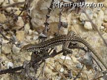 [P08] Una dintre multele soparle de pe insula » foto by iuliaen
 - 
<span class="allrVoted glyphicon glyphicon-heart hidden" id="av241741"></span>
<a class="m-l-10 hidden" id="sv241741" onclick="voting_Foto_DelVot(,241741,557)" role="button">șterge vot <span class="glyphicon glyphicon-remove"></span></a>
<a id="v9241741" class=" c-red"  onclick="voting_Foto_SetVot(241741)" role="button"><span class="glyphicon glyphicon-heart-empty"></span> <b>LIKE</b> = Votează poza</a> <img class="hidden"  id="f241741W9" src="/imagini/loader.gif" border="0" /><span class="AjErrMes hidden" id="e241741ErM"></span>