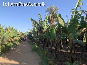[P89] Banana Island,plantația » foto by AZE
 - 
<span class="allrVoted glyphicon glyphicon-heart hidden" id="av1418446"></span>
<a class="m-l-10 hidden" id="sv1418446" onclick="voting_Foto_DelVot(,1418446,566)" role="button">șterge vot <span class="glyphicon glyphicon-remove"></span></a>
<a id="v91418446" class=" c-red"  onclick="voting_Foto_SetVot(1418446)" role="button"><span class="glyphicon glyphicon-heart-empty"></span> <b>LIKE</b> = Votează poza</a> <img class="hidden"  id="f1418446W9" src="/imagini/loader.gif" border="0" /><span class="AjErrMes hidden" id="e1418446ErM"></span>