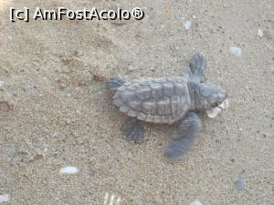 [P09] Caretta-caretta aleargă spre mare » foto by cris1971
 - 
<span class="allrVoted glyphicon glyphicon-heart hidden" id="av1029248"></span>
<a class="m-l-10 hidden" id="sv1029248" onclick="voting_Foto_DelVot(,1029248,586)" role="button">șterge vot <span class="glyphicon glyphicon-remove"></span></a>
<a id="v91029248" class=" c-red"  onclick="voting_Foto_SetVot(1029248)" role="button"><span class="glyphicon glyphicon-heart-empty"></span> <b>LIKE</b> = Votează poza</a> <img class="hidden"  id="f1029248W9" src="/imagini/loader.gif" border="0" /><span class="AjErrMes hidden" id="e1029248ErM"></span>