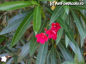 [P13]  -- <small>// FĂRĂ DESCRIERE</small> » foto by crima
 - 
<span class="allrVoted glyphicon glyphicon-heart hidden" id="av403204"></span>
<a class="m-l-10 hidden" id="sv403204" onclick="voting_Foto_DelVot(,403204,6)" role="button">șterge vot <span class="glyphicon glyphicon-remove"></span></a>
<a id="v9403204" class=" c-red"  onclick="voting_Foto_SetVot(403204)" role="button"><span class="glyphicon glyphicon-heart-empty"></span> <b>LIKE</b> = Votează poza</a> <img class="hidden"  id="f403204W9" src="/imagini/loader.gif" border="0" /><span class="AjErrMes hidden" id="e403204ErM"></span>