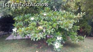 [P05] Magnolie inflorita superparfumata » foto by villie71
 - 
<span class="allrVoted glyphicon glyphicon-heart hidden" id="av872615"></span>
<a class="m-l-10 hidden" id="sv872615" onclick="voting_Foto_DelVot(,872615,630)" role="button">șterge vot <span class="glyphicon glyphicon-remove"></span></a>
<a id="v9872615" class=" c-red"  onclick="voting_Foto_SetVot(872615)" role="button"><span class="glyphicon glyphicon-heart-empty"></span> <b>LIKE</b> = Votează poza</a> <img class="hidden"  id="f872615W9" src="/imagini/loader.gif" border="0" /><span class="AjErrMes hidden" id="e872615ErM"></span>