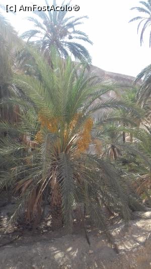 [P25] Si palmierii cu curmale...  » foto by fan bulgaria
 - 
<span class="allrVoted glyphicon glyphicon-heart hidden" id="av1006559"></span>
<a class="m-l-10 hidden" id="sv1006559" onclick="voting_Foto_DelVot(,1006559,658)" role="button">șterge vot <span class="glyphicon glyphicon-remove"></span></a>
<a id="v91006559" class=" c-red"  onclick="voting_Foto_SetVot(1006559)" role="button"><span class="glyphicon glyphicon-heart-empty"></span> <b>LIKE</b> = Votează poza</a> <img class="hidden"  id="f1006559W9" src="/imagini/loader.gif" border="0" /><span class="AjErrMes hidden" id="e1006559ErM"></span>
