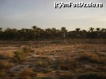 [P14] Plantatie de curmali » foto by ancamariagadea*
 - 
<span class="allrVoted glyphicon glyphicon-heart hidden" id="av32336"></span>
<a class="m-l-10 hidden" id="sv32336" onclick="voting_Foto_DelVot(,32336,658)" role="button">șterge vot <span class="glyphicon glyphicon-remove"></span></a>
<a id="v932336" class=" c-red"  onclick="voting_Foto_SetVot(32336)" role="button"><span class="glyphicon glyphicon-heart-empty"></span> <b>LIKE</b> = Votează poza</a> <img class="hidden"  id="f32336W9" src="/imagini/loader.gif" border="0" /><span class="AjErrMes hidden" id="e32336ErM"></span>