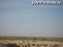 [P17] Dromaderi pascand » foto by ancamariagadea*
 - 
<span class="allrVoted glyphicon glyphicon-heart hidden" id="av32339"></span>
<a class="m-l-10 hidden" id="sv32339" onclick="voting_Foto_DelVot(,32339,658)" role="button">șterge vot <span class="glyphicon glyphicon-remove"></span></a>
<a id="v932339" class=" c-red"  onclick="voting_Foto_SetVot(32339)" role="button"><span class="glyphicon glyphicon-heart-empty"></span> <b>LIKE</b> = Votează poza</a> <img class="hidden"  id="f32339W9" src="/imagini/loader.gif" border="0" /><span class="AjErrMes hidden" id="e32339ErM"></span>