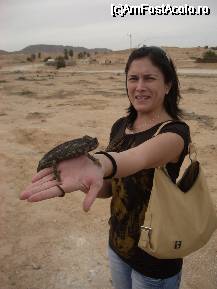 [P05] Animalut din desert, nu stiu ce fel de reptila este dar mirosea ingrozitor » foto by ancamariagadea*
 - 
<span class="allrVoted glyphicon glyphicon-heart hidden" id="av32327"></span>
<a class="m-l-10 hidden" id="sv32327" onclick="voting_Foto_DelVot(,32327,658)" role="button">șterge vot <span class="glyphicon glyphicon-remove"></span></a>
<a id="v932327" class=" c-red"  onclick="voting_Foto_SetVot(32327)" role="button"><span class="glyphicon glyphicon-heart-empty"></span> <b>LIKE</b> = Votează poza</a> <img class="hidden"  id="f32327W9" src="/imagini/loader.gif" border="0" /><span class="AjErrMes hidden" id="e32327ErM"></span>