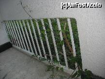 [P03] VEGETATIA LUXURIANTA DE PE BALCON(MARACINII I-AM TAIAT EU) » foto by maximilian1971
 - 
<span class="allrVoted glyphicon glyphicon-heart hidden" id="av213283"></span>
<a class="m-l-10 hidden" id="sv213283" onclick="voting_Foto_DelVot(,213283,661)" role="button">șterge vot <span class="glyphicon glyphicon-remove"></span></a>
<a id="v9213283" class=" c-red"  onclick="voting_Foto_SetVot(213283)" role="button"><span class="glyphicon glyphicon-heart-empty"></span> <b>LIKE</b> = Votează poza</a> <img class="hidden"  id="f213283W9" src="/imagini/loader.gif" border="0" /><span class="AjErrMes hidden" id="e213283ErM"></span>
