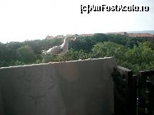 [P22] Un pescarus pe balconul nostru. » foto by adigogu
 - 
<span class="allrVoted glyphicon glyphicon-heart hidden" id="av104881"></span>
<a class="m-l-10 hidden" id="sv104881" onclick="voting_Foto_DelVot(,104881,679)" role="button">șterge vot <span class="glyphicon glyphicon-remove"></span></a>
<a id="v9104881" class=" c-red"  onclick="voting_Foto_SetVot(104881)" role="button"><span class="glyphicon glyphicon-heart-empty"></span> <b>LIKE</b> = Votează poza</a> <img class="hidden"  id="f104881W9" src="/imagini/loader.gif" border="0" /><span class="AjErrMes hidden" id="e104881ErM"></span>