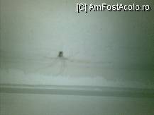 [P15] imi pare rau ca pozele sunt facute cu telefonu, ca-i faceam un supermacro frumos... » foto by Odden*
 - 
<span class="allrVoted glyphicon glyphicon-heart hidden" id="av12881"></span>
<a class="m-l-10 hidden" id="sv12881" onclick="voting_Foto_DelVot(,12881,713)" role="button">șterge vot <span class="glyphicon glyphicon-remove"></span></a>
<a id="v912881" class=" c-red"  onclick="voting_Foto_SetVot(12881)" role="button"><span class="glyphicon glyphicon-heart-empty"></span> <b>LIKE</b> = Votează poza</a> <img class="hidden"  id="f12881W9" src="/imagini/loader.gif" border="0" /><span class="AjErrMes hidden" id="e12881ErM"></span>