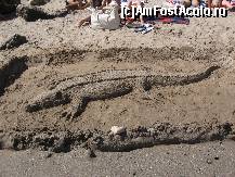 [P01] Atentie! crocodil pe plaja » foto by Geo Sarbu*
 - 
<span class="allrVoted glyphicon glyphicon-heart hidden" id="av405606"></span>
<a class="m-l-10 hidden" id="sv405606" onclick="voting_Foto_DelVot(,405606,742)" role="button">șterge vot <span class="glyphicon glyphicon-remove"></span></a>
<a id="v9405606" class=" c-red"  onclick="voting_Foto_SetVot(405606)" role="button"><span class="glyphicon glyphicon-heart-empty"></span> <b>LIKE</b> = Votează poza</a> <img class="hidden"  id="f405606W9" src="/imagini/loader.gif" border="0" /><span class="AjErrMes hidden" id="e405606ErM"></span>