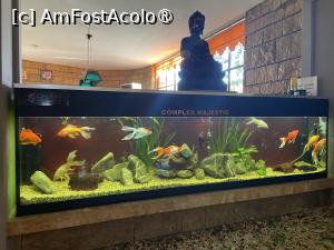 [P06] Hotel Majestic Mamaia - acvariu în lobby » foto by nicole33
 - 
<span class="allrVoted glyphicon glyphicon-heart hidden" id="av1511801"></span>
<a class="m-l-10 hidden" id="sv1511801" onclick="voting_Foto_DelVot(,1511801,782)" role="button">șterge vot <span class="glyphicon glyphicon-remove"></span></a>
<a id="v91511801" class=" c-red"  onclick="voting_Foto_SetVot(1511801)" role="button"><span class="glyphicon glyphicon-heart-empty"></span> <b>LIKE</b> = Votează poza</a> <img class="hidden"  id="f1511801W9" src="/imagini/loader.gif" border="0" /><span class="AjErrMes hidden" id="e1511801ErM"></span>