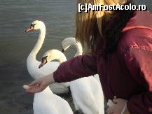 [P07] Expresia îţi mănâncă din mână devine reală cu lebedele de aici ! » foto by RobertCodescu
 - 
<span class="allrVoted glyphicon glyphicon-heart hidden" id="av97277"></span>
<a class="m-l-10 hidden" id="sv97277" onclick="voting_Foto_DelVot(,97277,807)" role="button">șterge vot <span class="glyphicon glyphicon-remove"></span></a>
<a id="v997277" class=" c-red"  onclick="voting_Foto_SetVot(97277)" role="button"><span class="glyphicon glyphicon-heart-empty"></span> <b>LIKE</b> = Votează poza</a> <img class="hidden"  id="f97277W9" src="/imagini/loader.gif" border="0" /><span class="AjErrMes hidden" id="e97277ErM"></span>