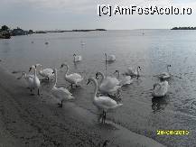 [P27] pe plaja din fata hotelului » foto by ms65
 - 
<span class="allrVoted glyphicon glyphicon-heart hidden" id="av92386"></span>
<a class="m-l-10 hidden" id="sv92386" onclick="voting_Foto_DelVot(,92386,807)" role="button">șterge vot <span class="glyphicon glyphicon-remove"></span></a>
<a id="v992386" class=" c-red"  onclick="voting_Foto_SetVot(92386)" role="button"><span class="glyphicon glyphicon-heart-empty"></span> <b>LIKE</b> = Votează poza</a> <img class="hidden"  id="f92386W9" src="/imagini/loader.gif" border="0" /><span class="AjErrMes hidden" id="e92386ErM"></span>