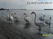 [P28]  -- <small>// FĂRĂ DESCRIERE</small> » foto by ms65
 - 
<span class="allrVoted glyphicon glyphicon-heart hidden" id="av92387"></span>
<a class="m-l-10 hidden" id="sv92387" onclick="voting_Foto_DelVot(,92387,807)" role="button">șterge vot <span class="glyphicon glyphicon-remove"></span></a>
<a id="v992387" class=" c-red"  onclick="voting_Foto_SetVot(92387)" role="button"><span class="glyphicon glyphicon-heart-empty"></span> <b>LIKE</b> = Votează poza</a> <img class="hidden"  id="f92387W9" src="/imagini/loader.gif" border="0" /><span class="AjErrMes hidden" id="e92387ErM"></span>