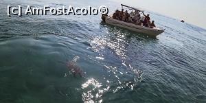 [P29] Broscuta 2. Celelalte doua le-am vazut sub apa, vezi video-ul introdus in continutul postarii » foto by webSorin
 - 
<span class="allrVoted glyphicon glyphicon-heart hidden" id="av1118404"></span>
<a class="m-l-10 hidden" id="sv1118404" onclick="voting_Foto_DelVot(,1118404,872)" role="button">șterge vot <span class="glyphicon glyphicon-remove"></span></a>
<a id="v91118404" class=" c-red"  onclick="voting_Foto_SetVot(1118404)" role="button"><span class="glyphicon glyphicon-heart-empty"></span> <b>LIKE</b> = Votează poza</a> <img class="hidden"  id="f1118404W9" src="/imagini/loader.gif" border="0" /><span class="AjErrMes hidden" id="e1118404ErM"></span>