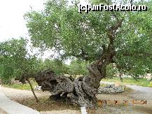 [P13] Exo Hora, cel mai batran maslin » foto by lilianaooo
 - 
<span class="allrVoted glyphicon glyphicon-heart hidden" id="av325465"></span>
<a class="m-l-10 hidden" id="sv325465" onclick="voting_Foto_DelVot(,325465,872)" role="button">șterge vot <span class="glyphicon glyphicon-remove"></span></a>
<a id="v9325465" class=" c-red"  onclick="voting_Foto_SetVot(325465)" role="button"><span class="glyphicon glyphicon-heart-empty"></span> <b>LIKE</b> = Votează poza</a> <img class="hidden"  id="f325465W9" src="/imagini/loader.gif" border="0" /><span class="AjErrMes hidden" id="e325465ErM"></span>