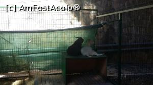 [P06] Pino zoo » foto by ioana1101
 - 
<span class="allrVoted glyphicon glyphicon-heart hidden" id="av798782"></span>
<a class="m-l-10 hidden" id="sv798782" onclick="voting_Foto_DelVot(,798782,89)" role="button">șterge vot <span class="glyphicon glyphicon-remove"></span></a>
<a id="v9798782" class=" c-red"  onclick="voting_Foto_SetVot(798782)" role="button"><span class="glyphicon glyphicon-heart-empty"></span> <b>LIKE</b> = Votează poza</a> <img class="hidden"  id="f798782W9" src="/imagini/loader.gif" border="0" /><span class="AjErrMes hidden" id="e798782ErM"></span>