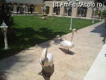 [P24] lebede si boboci în gradina hotelului » foto by nicole33
 - 
<span class="allrVoted glyphicon glyphicon-heart hidden" id="av226944"></span>
<a class="m-l-10 hidden" id="sv226944" onclick="voting_Foto_DelVot(,226944,93)" role="button">șterge vot <span class="glyphicon glyphicon-remove"></span></a>
<a id="v9226944" class=" c-red"  onclick="voting_Foto_SetVot(226944)" role="button"><span class="glyphicon glyphicon-heart-empty"></span> <b>LIKE</b> = Votează poza</a> <img class="hidden"  id="f226944W9" src="/imagini/loader.gif" border="0" /><span class="AjErrMes hidden" id="e226944ErM"></span>