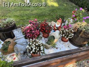 [P08] Pensiunea Domnescu, Sălişte - flori » foto by nicole33
 - 
<span class="allrVoted glyphicon glyphicon-heart hidden" id="av1406960"></span>
<a class="m-l-10 hidden" id="sv1406960" onclick="voting_Foto_DelVot(,1406960,956)" role="button">șterge vot <span class="glyphicon glyphicon-remove"></span></a>
<a id="v91406960" class=" c-red"  onclick="voting_Foto_SetVot(1406960)" role="button"><span class="glyphicon glyphicon-heart-empty"></span> <b>LIKE</b> = Votează poza</a> <img class="hidden"  id="f1406960W9" src="/imagini/loader.gif" border="0" /><span class="AjErrMes hidden" id="e1406960ErM"></span>