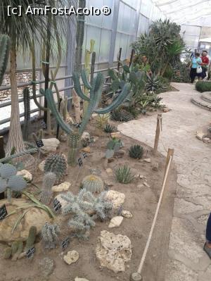 [P02] Gradina Balcic sera cactuși » foto by Raluca S.
 - 
<span class="allrVoted glyphicon glyphicon-heart hidden" id="av962982"></span>
<a class="m-l-10 hidden" id="sv962982" onclick="voting_Foto_DelVot(,962982,1003)" role="button">șterge vot <span class="glyphicon glyphicon-remove"></span></a>
<a id="v9962982" class=" c-red"  onclick="voting_Foto_SetVot(962982)" role="button"><span class="glyphicon glyphicon-heart-empty"></span> <b>LIKE</b> = Votează poza</a> <img class="hidden"  id="f962982W9" src="/imagini/loader.gif" border="0" /><span class="AjErrMes hidden" id="e962982ErM"></span>