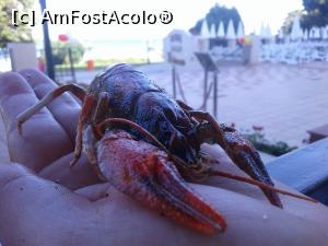 [P04] La cina de gală, de la bufet???? » foto by Daniela.t
 - 
<span class="allrVoted glyphicon glyphicon-heart hidden" id="av978224"></span>
<a class="m-l-10 hidden" id="sv978224" onclick="voting_Foto_DelVot(,978224,1003)" role="button">șterge vot <span class="glyphicon glyphicon-remove"></span></a>
<a id="v9978224" class=" c-red"  onclick="voting_Foto_SetVot(978224)" role="button"><span class="glyphicon glyphicon-heart-empty"></span> <b>LIKE</b> = Votează poza</a> <img class="hidden"  id="f978224W9" src="/imagini/loader.gif" border="0" /><span class="AjErrMes hidden" id="e978224ErM"></span>