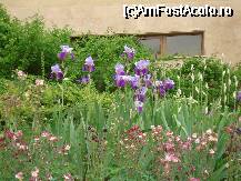 [P09] Florile si verdeata din jurul hotelului » foto by lucianaalex
 - 
<span class="allrVoted glyphicon glyphicon-heart hidden" id="av55948"></span>
<a class="m-l-10 hidden" id="sv55948" onclick="voting_Foto_DelVot(,55948,1040)" role="button">șterge vot <span class="glyphicon glyphicon-remove"></span></a>
<a id="v955948" class=" c-red"  onclick="voting_Foto_SetVot(55948)" role="button"><span class="glyphicon glyphicon-heart-empty"></span> <b>LIKE</b> = Votează poza</a> <img class="hidden"  id="f55948W9" src="/imagini/loader.gif" border="0" /><span class="AjErrMes hidden" id="e55948ErM"></span>