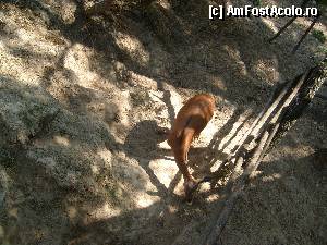 [P14] Mini zoo » foto by mircea.stancu
 - 
<span class="allrVoted glyphicon glyphicon-heart hidden" id="av351179"></span>
<a class="m-l-10 hidden" id="sv351179" onclick="voting_Foto_DelVot(,351179,1079)" role="button">șterge vot <span class="glyphicon glyphicon-remove"></span></a>
<a id="v9351179" class=" c-red"  onclick="voting_Foto_SetVot(351179)" role="button"><span class="glyphicon glyphicon-heart-empty"></span> <b>LIKE</b> = Votează poza</a> <img class="hidden"  id="f351179W9" src="/imagini/loader.gif" border="0" /><span class="AjErrMes hidden" id="e351179ErM"></span>