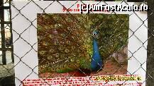 [P93]  -- <small>// FĂRĂ DESCRIERE</small> » foto by adryana
 - 
<span class="allrVoted glyphicon glyphicon-heart hidden" id="av293994"></span>
<a class="m-l-10 hidden" id="sv293994" onclick="voting_Foto_DelVot(,293994,1079)" role="button">șterge vot <span class="glyphicon glyphicon-remove"></span></a>
<a id="v9293994" class=" c-red"  onclick="voting_Foto_SetVot(293994)" role="button"><span class="glyphicon glyphicon-heart-empty"></span> <b>LIKE</b> = Votează poza</a> <img class="hidden"  id="f293994W9" src="/imagini/loader.gif" border="0" /><span class="AjErrMes hidden" id="e293994ErM"></span>