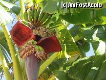 [P10] O IMAGINE EXOTICA... » foto by maryka
 - 
<span class="allrVoted glyphicon glyphicon-heart hidden" id="av229733"></span>
<a class="m-l-10 hidden" id="sv229733" onclick="voting_Foto_DelVot(,229733,1097)" role="button">șterge vot <span class="glyphicon glyphicon-remove"></span></a>
<a id="v9229733" class=" c-red"  onclick="voting_Foto_SetVot(229733)" role="button"><span class="glyphicon glyphicon-heart-empty"></span> <b>LIKE</b> = Votează poza</a> <img class="hidden"  id="f229733W9" src="/imagini/loader.gif" border="0" /><span class="AjErrMes hidden" id="e229733ErM"></span>