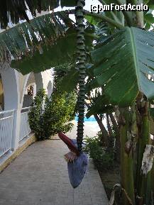 [P08] Acesta este bananierul din curtea hotelului. » foto by maryka
 - 
<span class="allrVoted glyphicon glyphicon-heart hidden" id="av229731"></span>
<a class="m-l-10 hidden" id="sv229731" onclick="voting_Foto_DelVot(,229731,1097)" role="button">șterge vot <span class="glyphicon glyphicon-remove"></span></a>
<a id="v9229731" class=" c-red"  onclick="voting_Foto_SetVot(229731)" role="button"><span class="glyphicon glyphicon-heart-empty"></span> <b>LIKE</b> = Votează poza</a> <img class="hidden"  id="f229731W9" src="/imagini/loader.gif" border="0" /><span class="AjErrMes hidden" id="e229731ErM"></span>