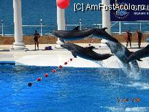 [P15] Delfinariul din Alanya
 » foto by bitnic
 - 
<span class="allrVoted glyphicon glyphicon-heart hidden" id="av9884"></span>
<a class="m-l-10 hidden" id="sv9884" onclick="voting_Foto_DelVot(,9884,1101)" role="button">șterge vot <span class="glyphicon glyphicon-remove"></span></a>
<a id="v99884" class=" c-red"  onclick="voting_Foto_SetVot(9884)" role="button"><span class="glyphicon glyphicon-heart-empty"></span> <b>LIKE</b> = Votează poza</a> <img class="hidden"  id="f9884W9" src="/imagini/loader.gif" border="0" /><span class="AjErrMes hidden" id="e9884ErM"></span>