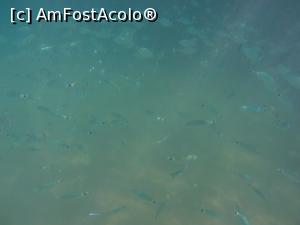 [P15] Pestisori » foto by 4ndrei
 - 
<span class="allrVoted glyphicon glyphicon-heart hidden" id="av1242361"></span>
<a class="m-l-10 hidden" id="sv1242361" onclick="voting_Foto_DelVot(,1242361,1101)" role="button">șterge vot <span class="glyphicon glyphicon-remove"></span></a>
<a id="v91242361" class=" c-red"  onclick="voting_Foto_SetVot(1242361)" role="button"><span class="glyphicon glyphicon-heart-empty"></span> <b>LIKE</b> = Votează poza</a> <img class="hidden"  id="f1242361W9" src="/imagini/loader.gif" border="0" /><span class="AjErrMes hidden" id="e1242361ErM"></span>